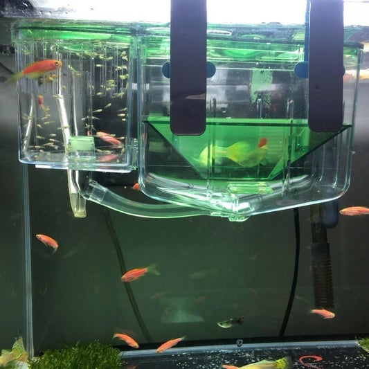 Fish Hatching & Isolation Box: Guppy and Sick Fish Breeding Tank