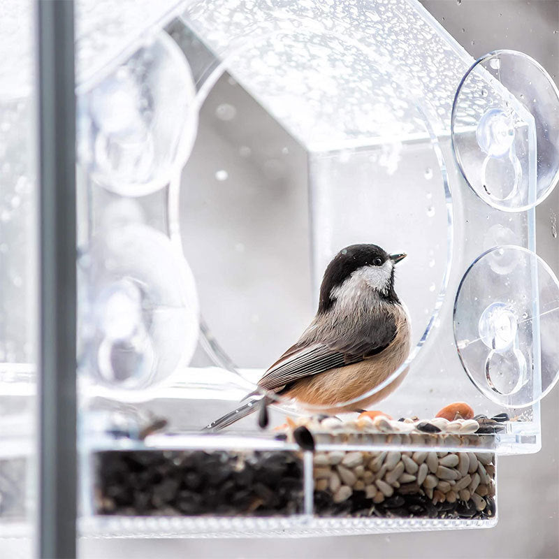 Smart Bird Feeder with Camera: Live Bird Feeder Cam for Real-Time Viewing